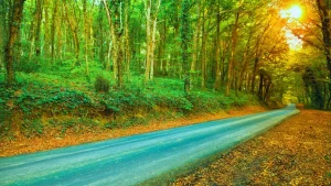 غابات بلغراد